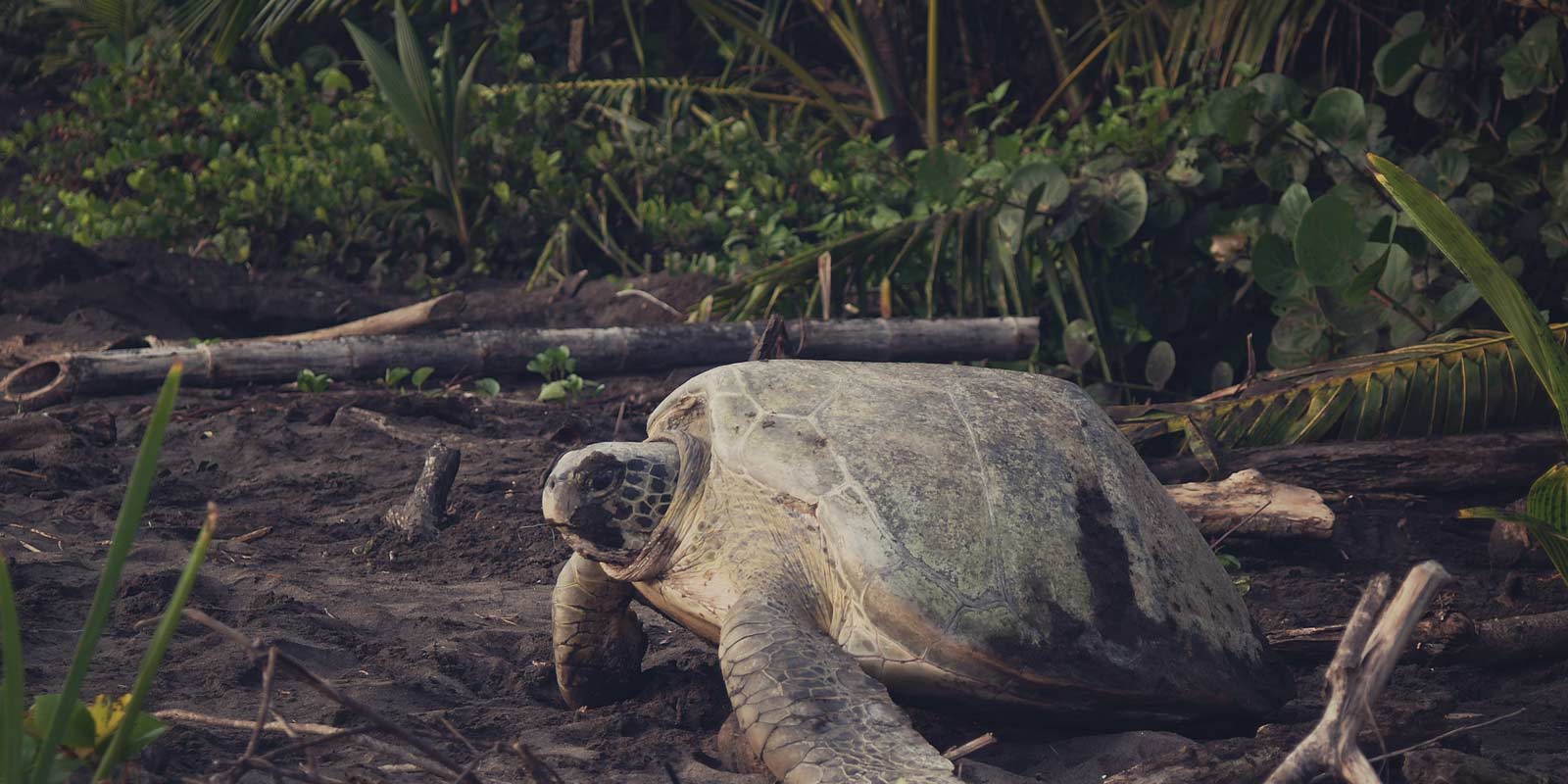 Arenal and Tortuguero Sea Turtle Conservation | EF Educational Tours